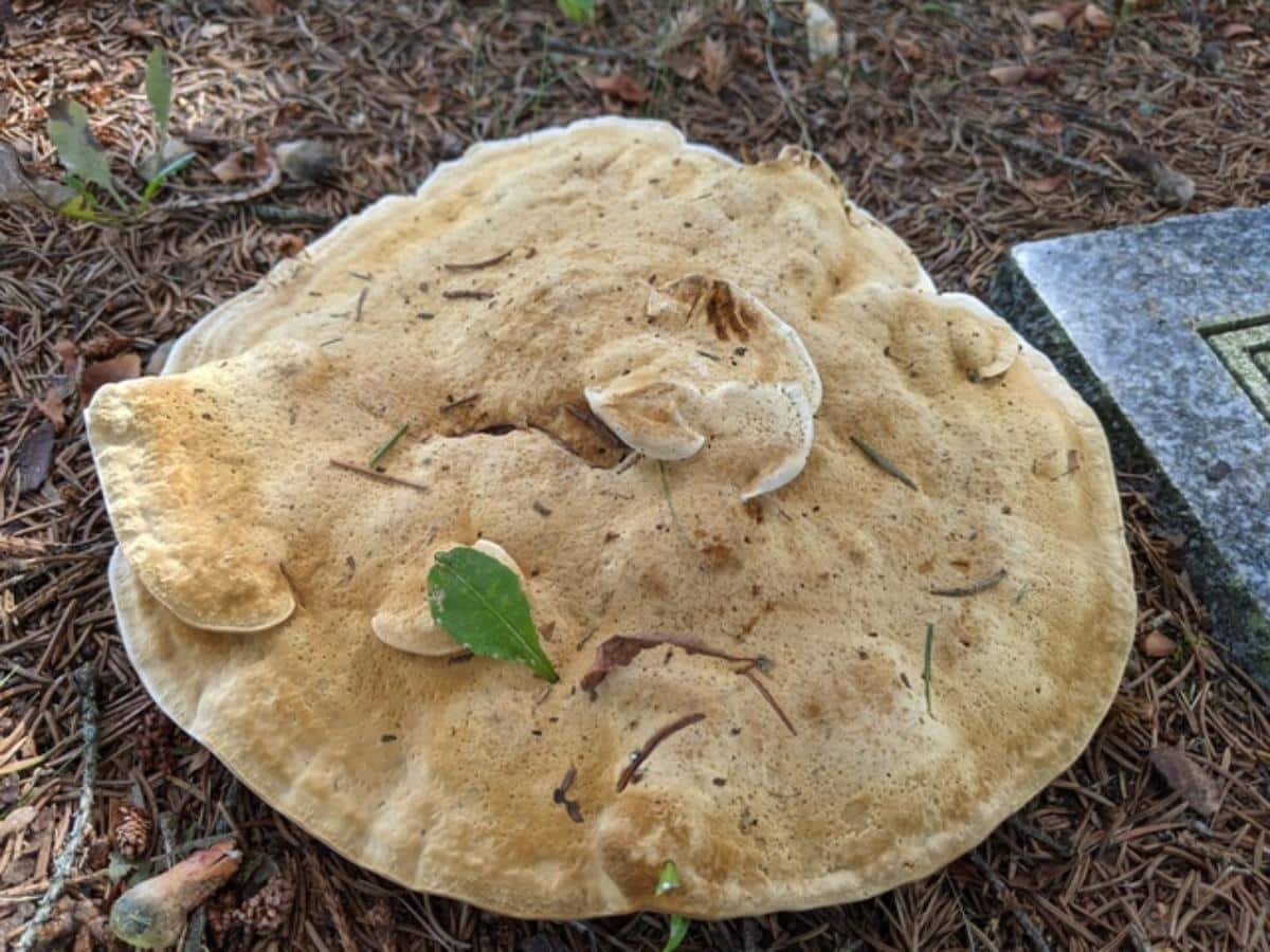 Wooly Velvet Polypore, Onnia tomentosus