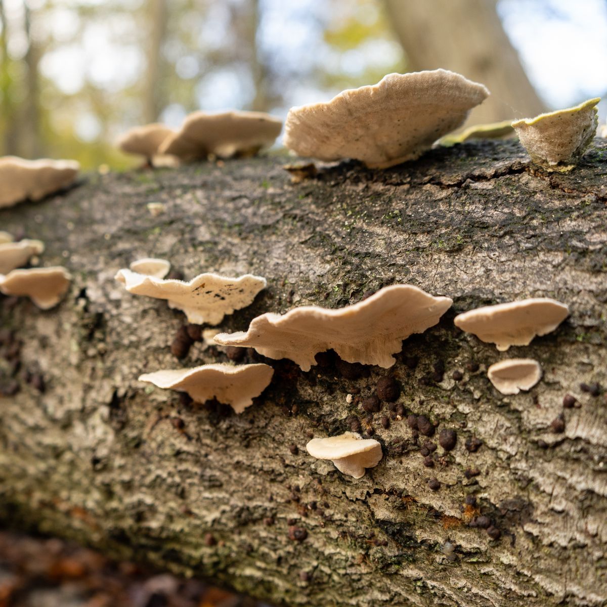 bracket polypore fungi