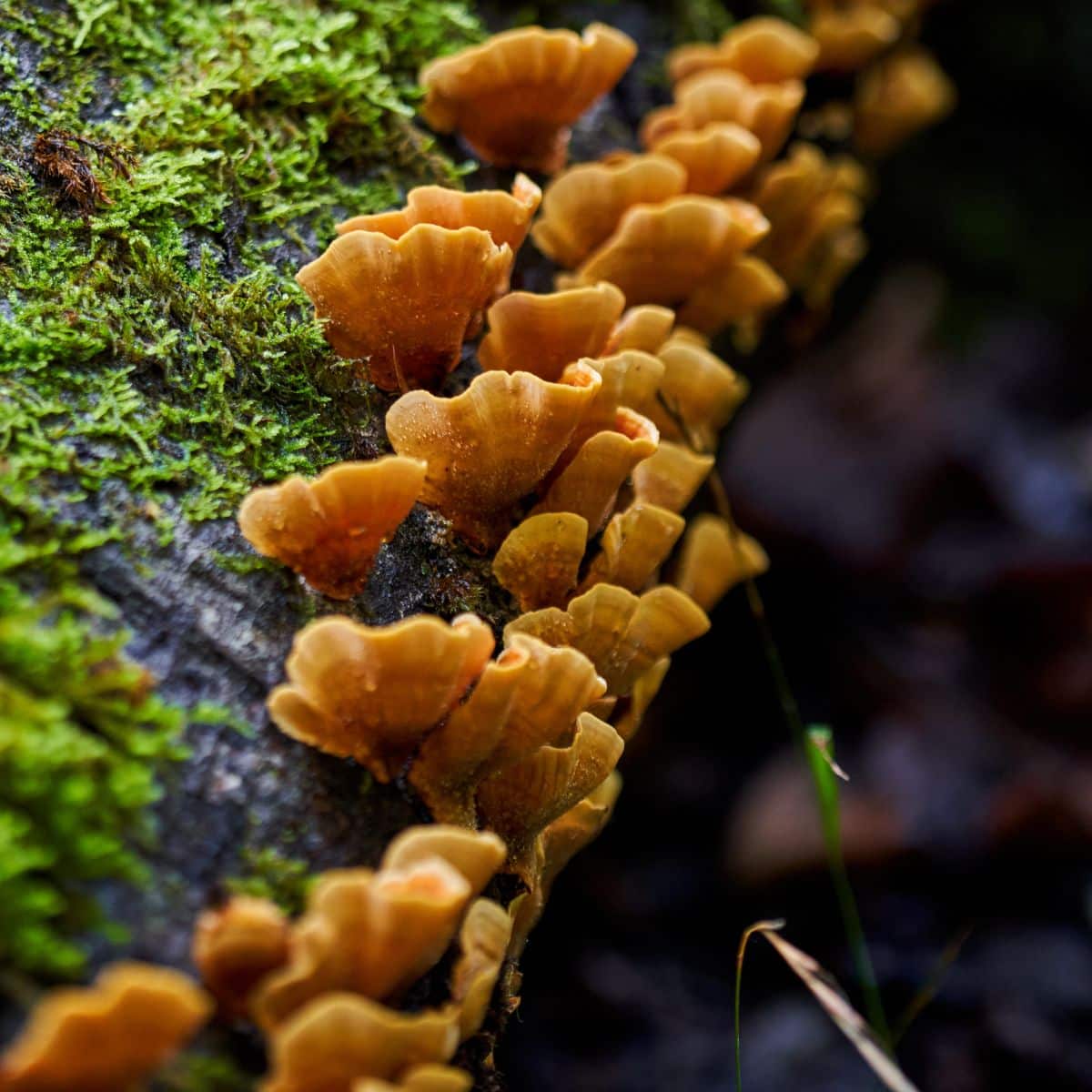 bracket fungi polypores