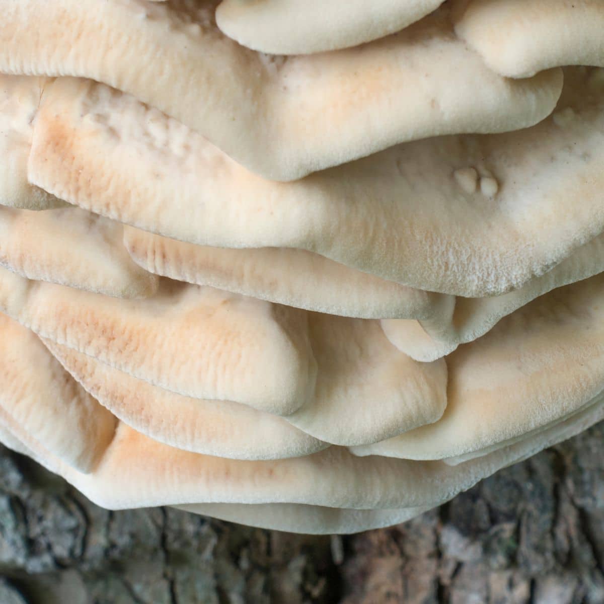 close up of northern tooth fungus caps, white rot fungus