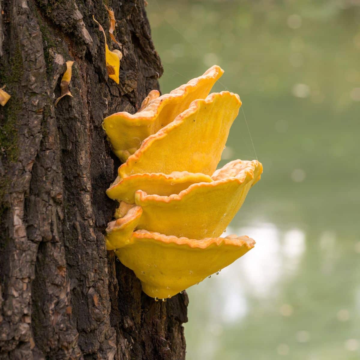 chicken of the woods polypore