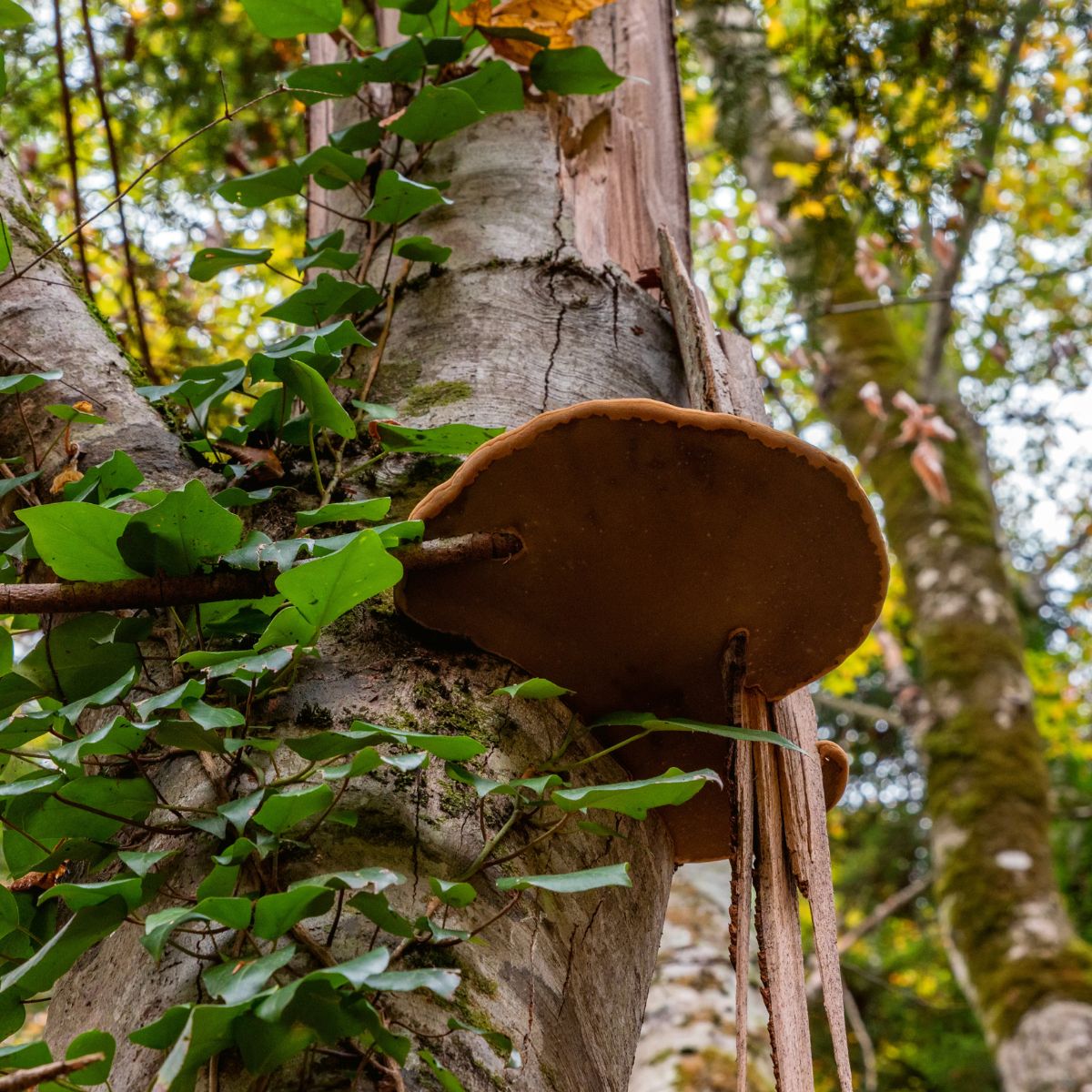 bracket fungi pore surface