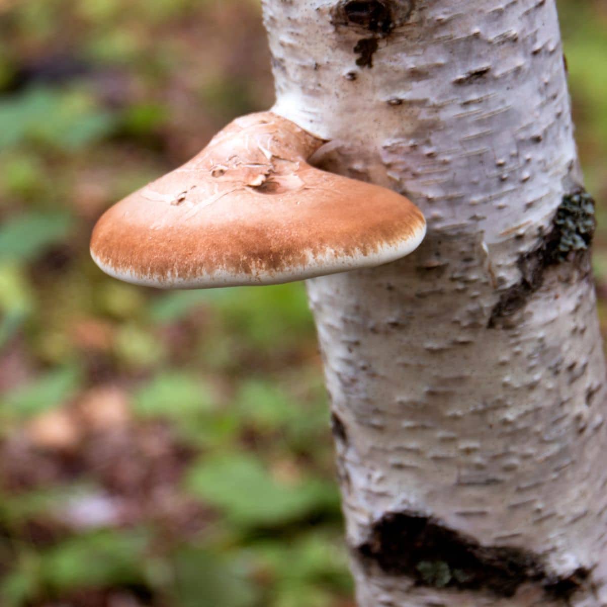 birch polypore