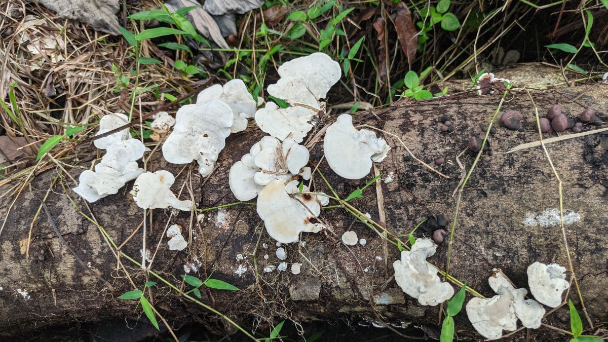 white cheese polypore