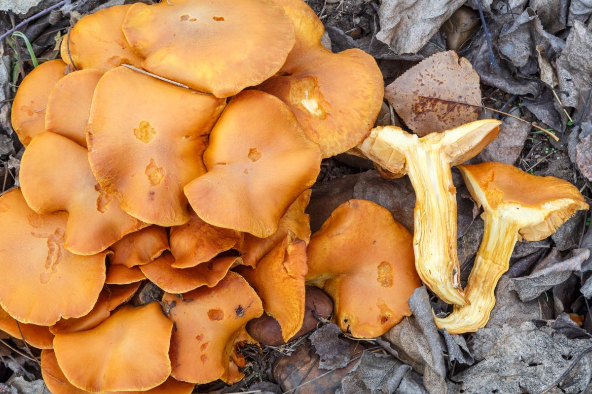 Gymnopilus junonius, syn Gymnopilus spectabilis