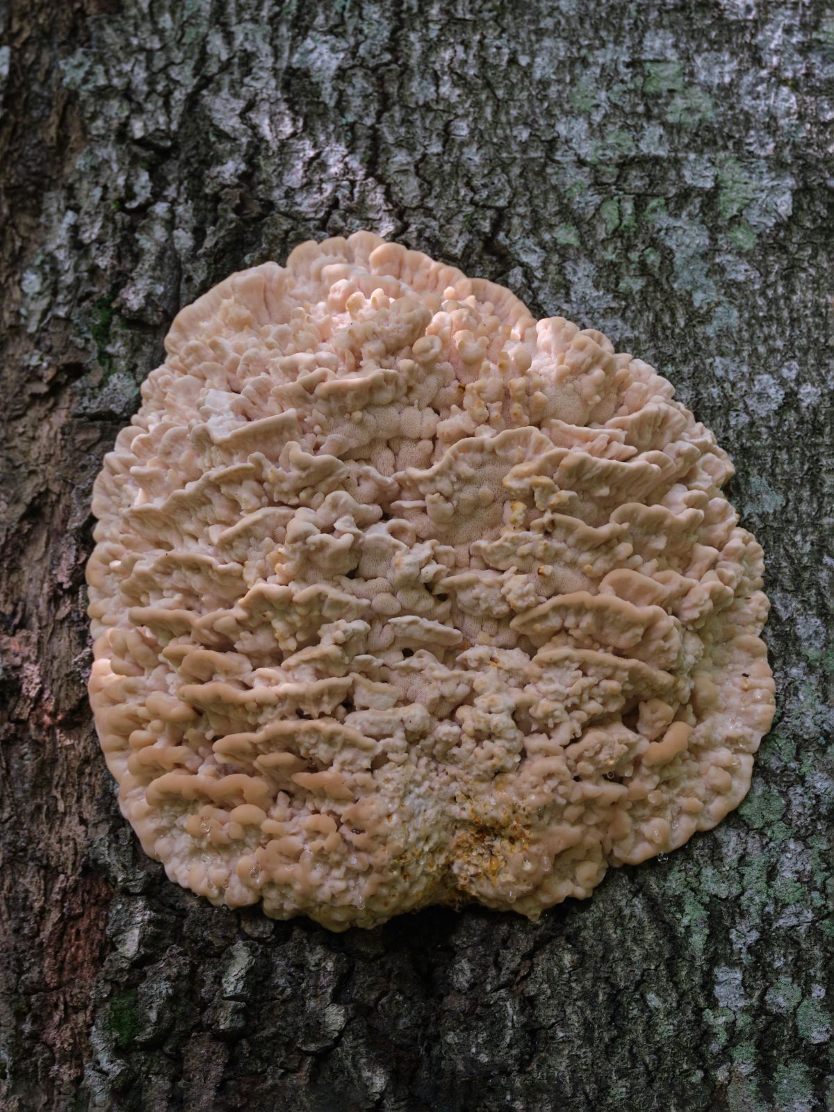 very young northern tooth emerging from tree