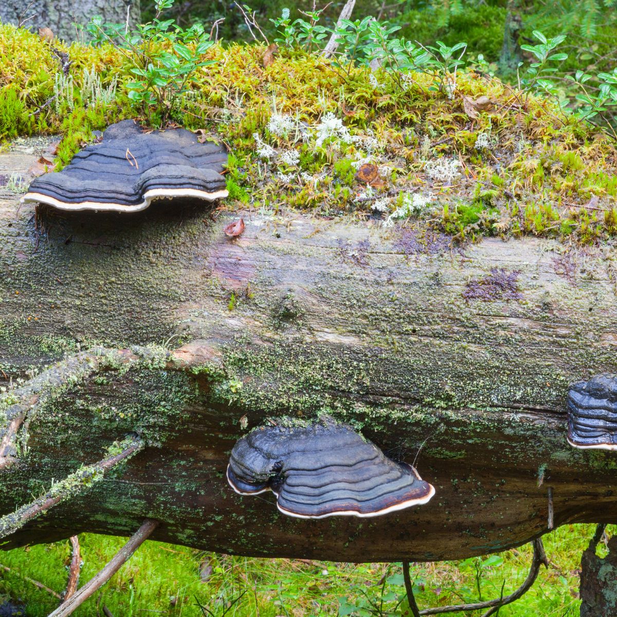 bracket fungi