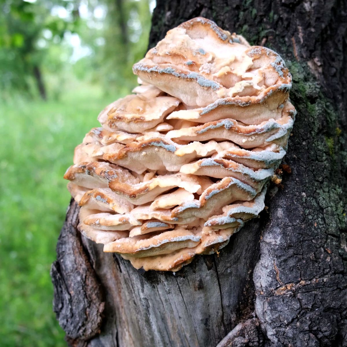 northern tooth on a tree
