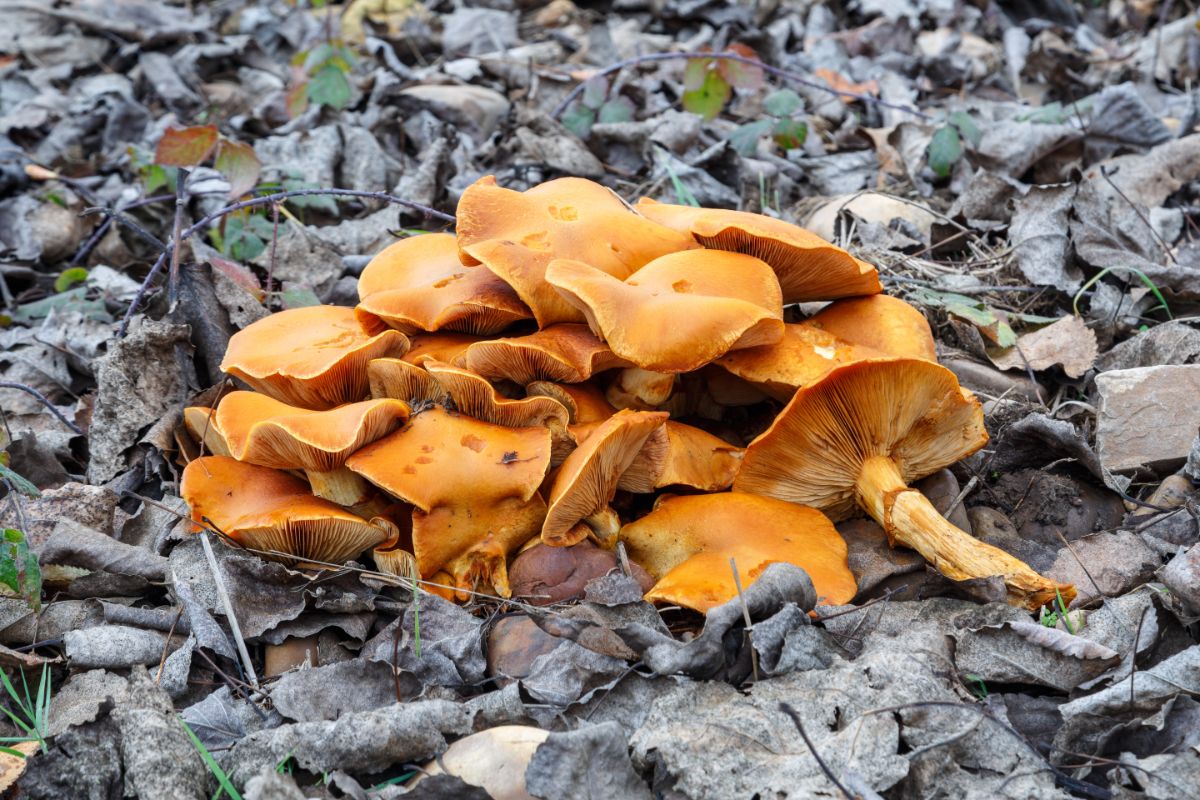 Gymnopilus