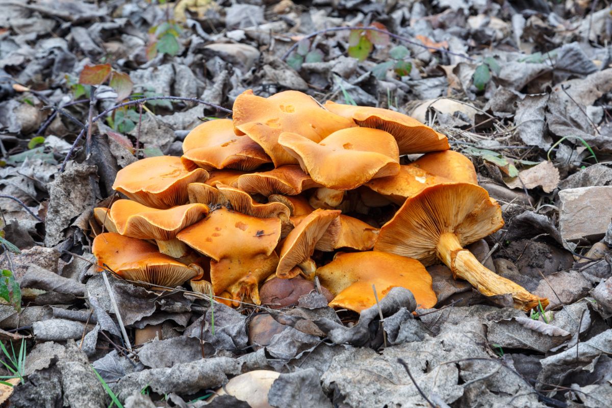 Gymnopilus junonius, syn Gymnopilus spectabilis