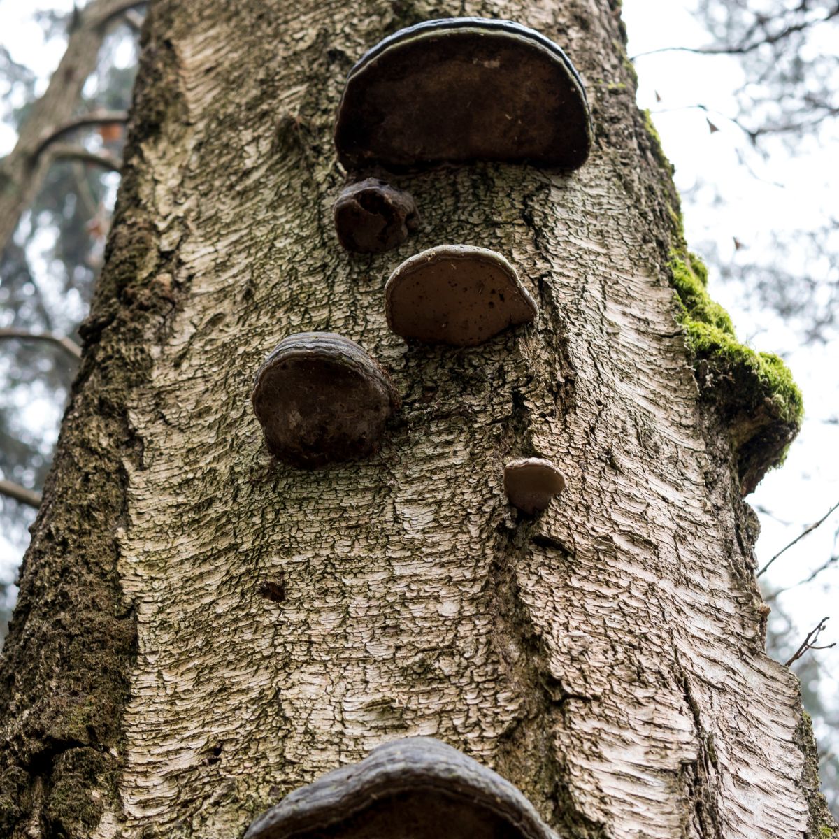 polypores on tree