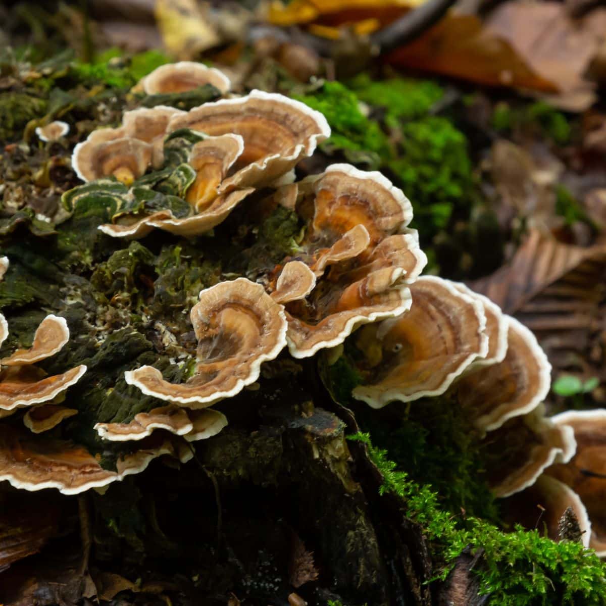 turkey tail