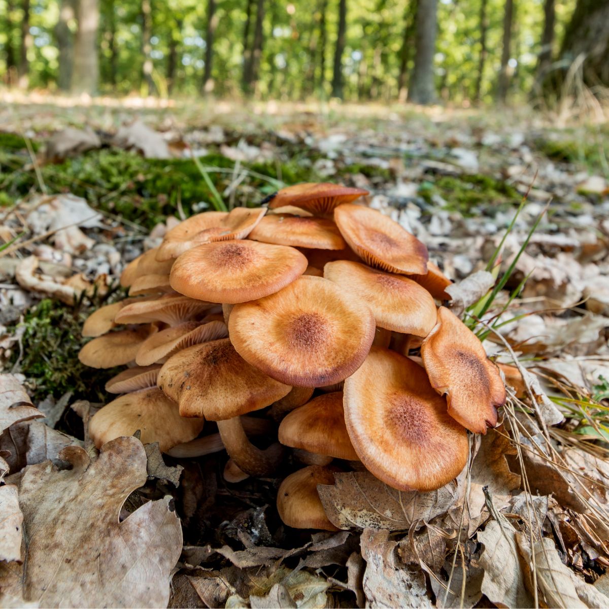 ringless honey mushroom