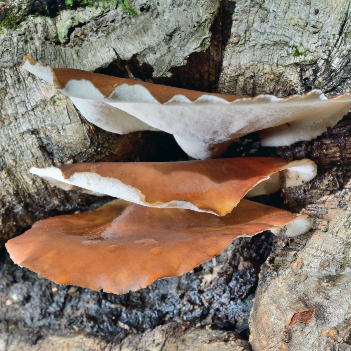 Polyporus badius