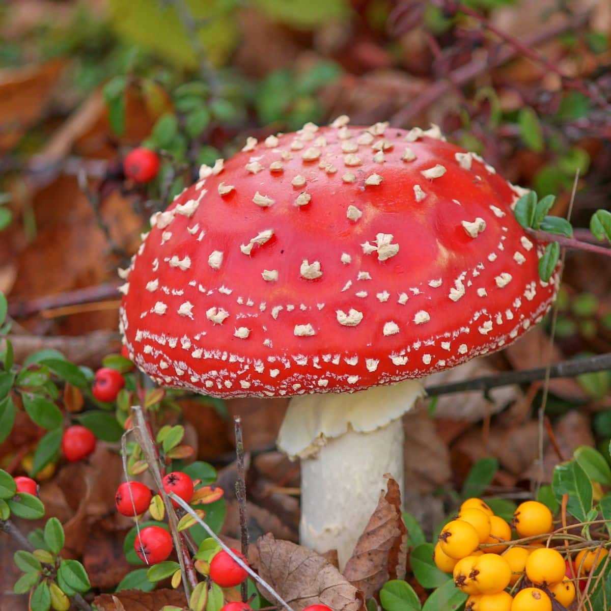 amanita muscaria red fungi species
