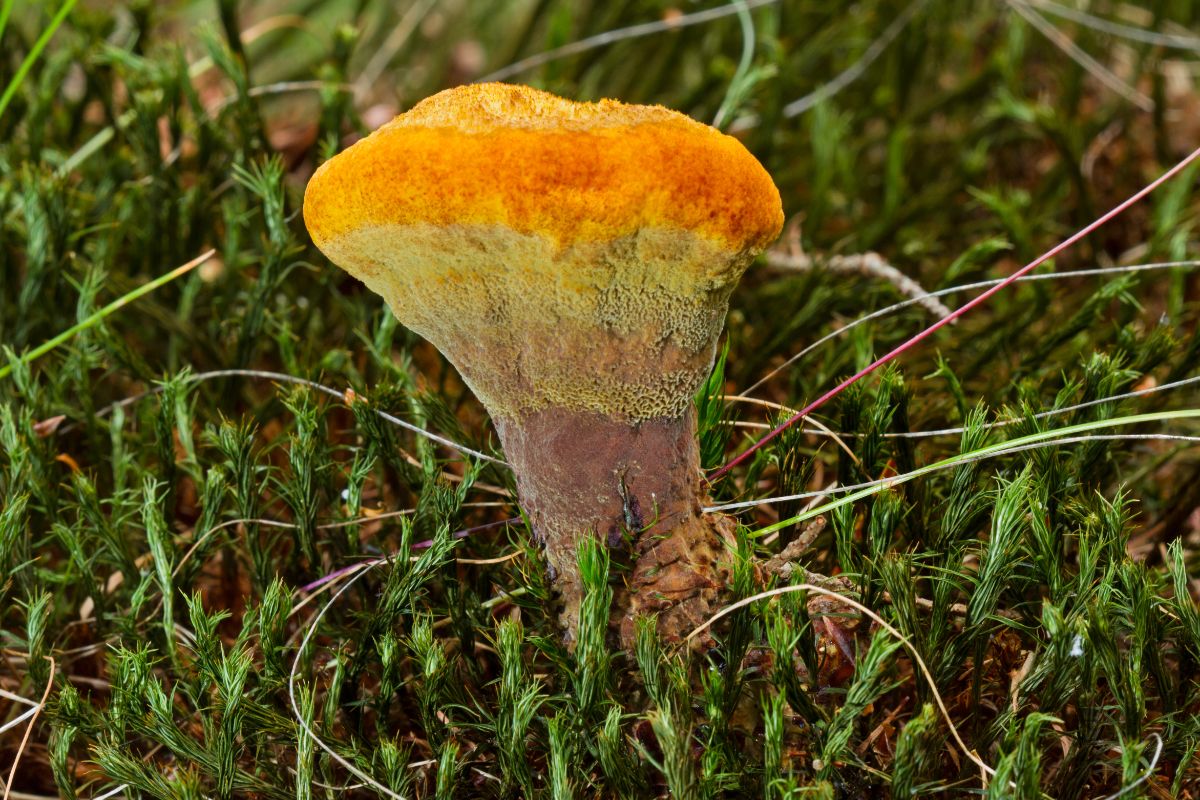 dyers polypore