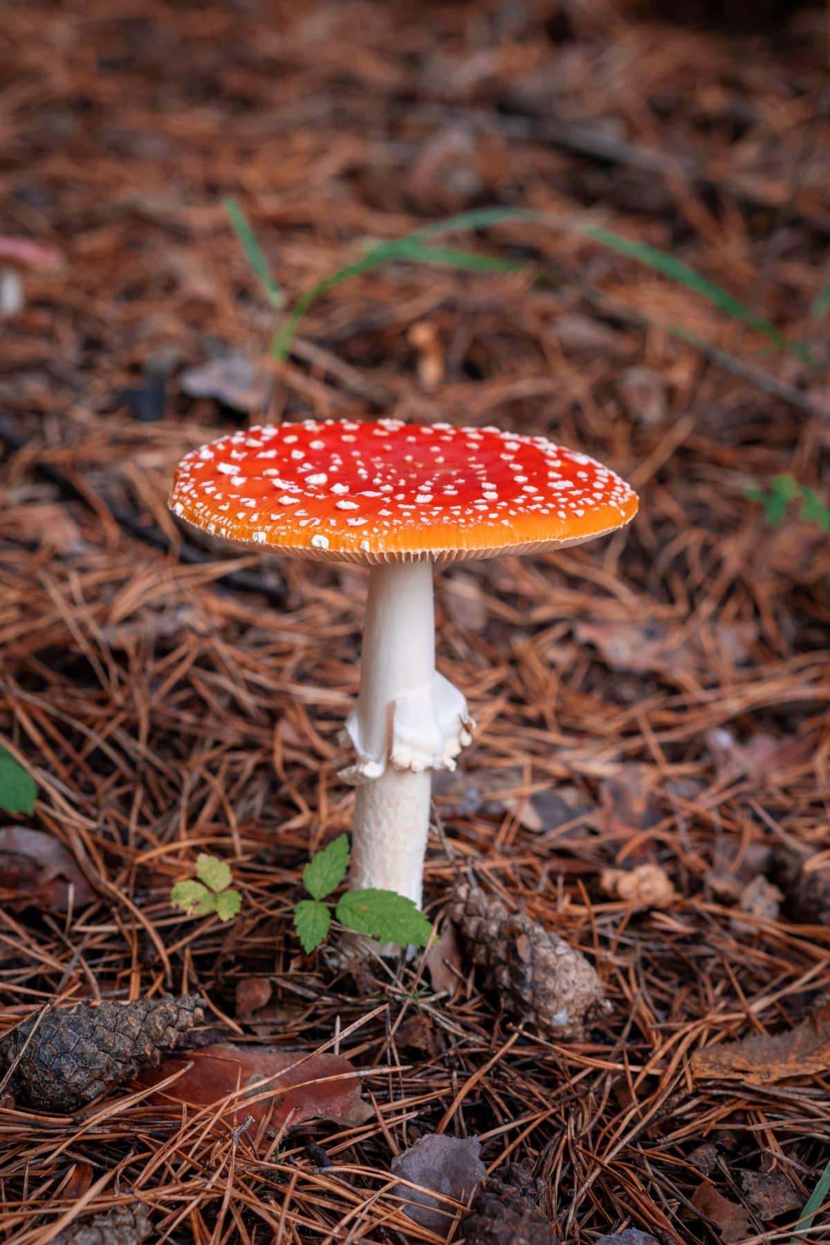 Amanita muscaria