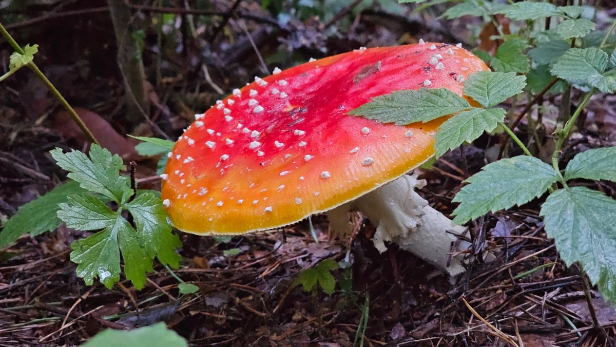 fly agaric cap