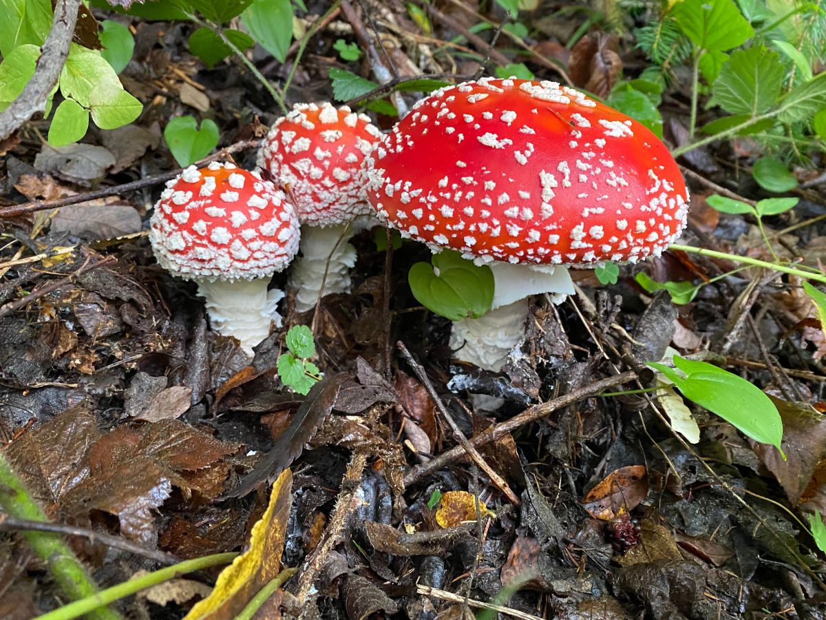 trio of fly agaric