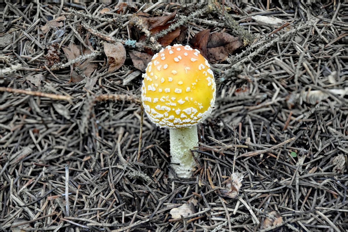 Amanita muscaria var. guessowii