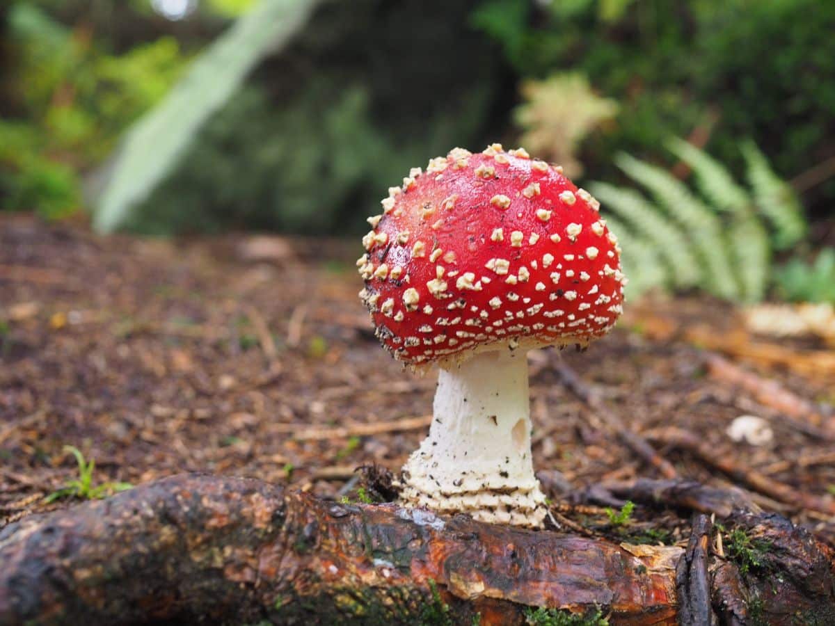 amanita muscaria