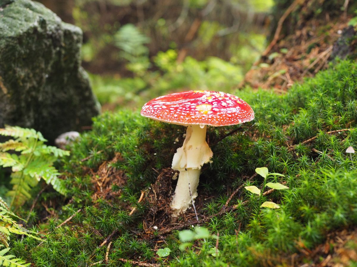 Amanita muscaria