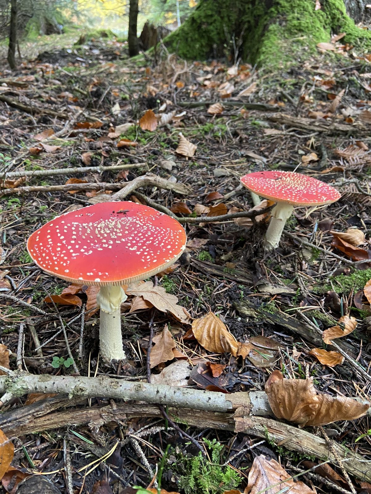  amanita muscaria