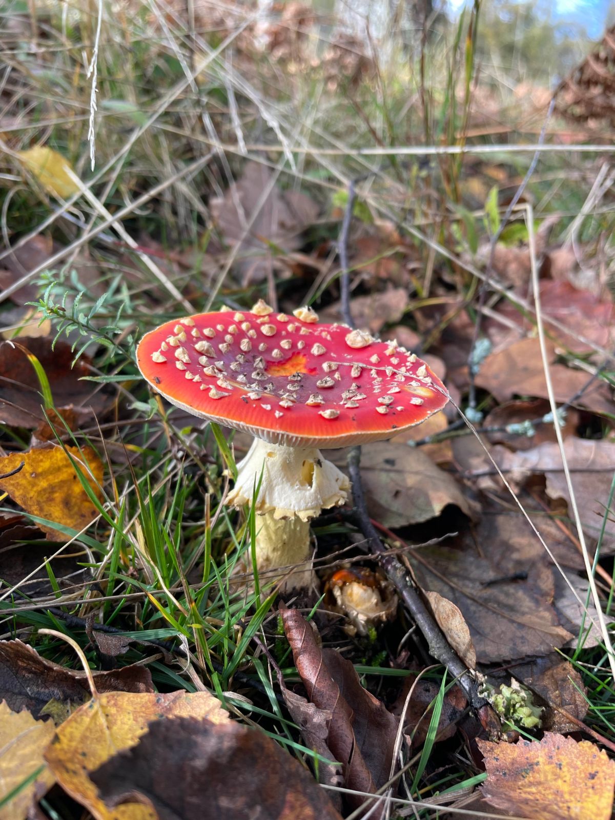 fly agaric