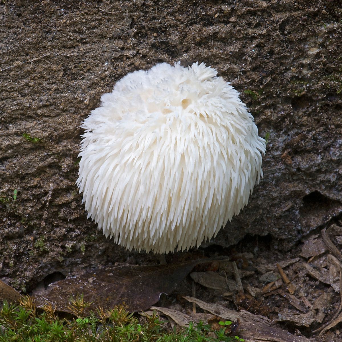 lions mane