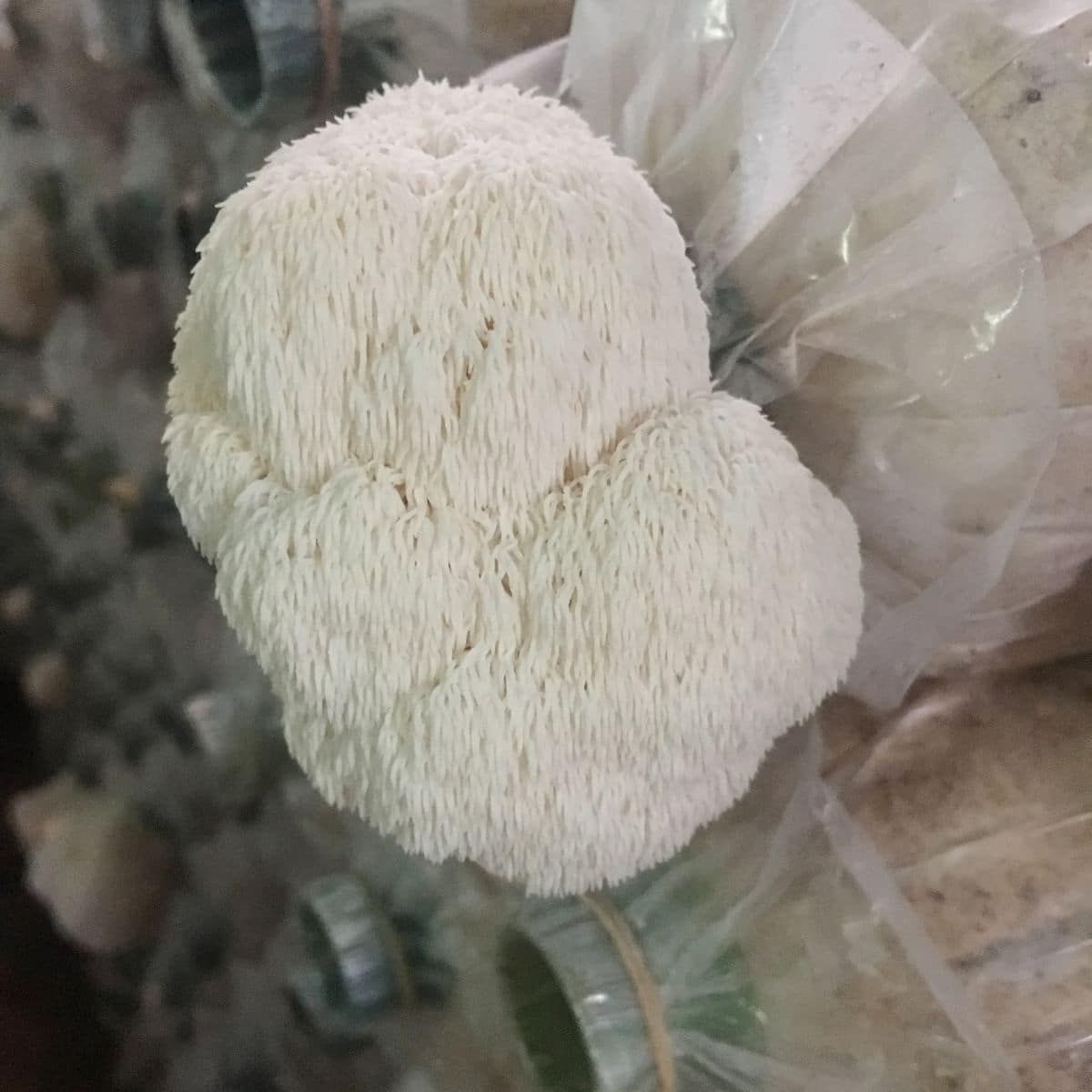 lion's mane in grow bag