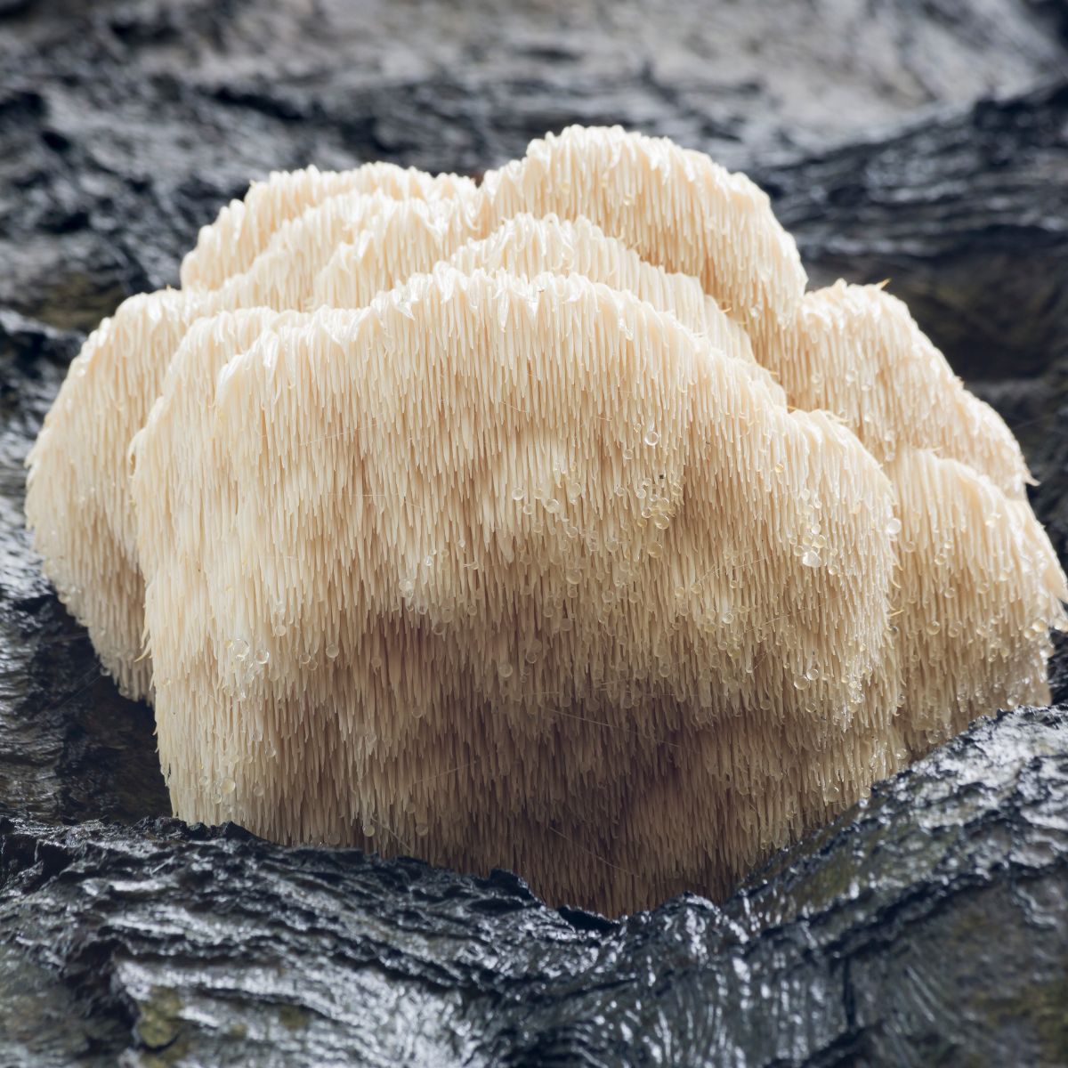 lions mane on a tree