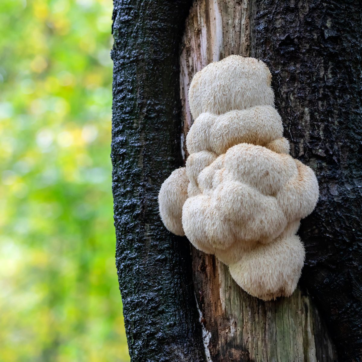 lion's mane hericium