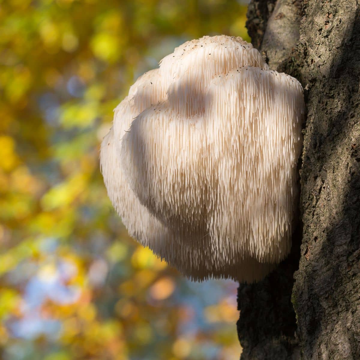 lions mane on tree hericium