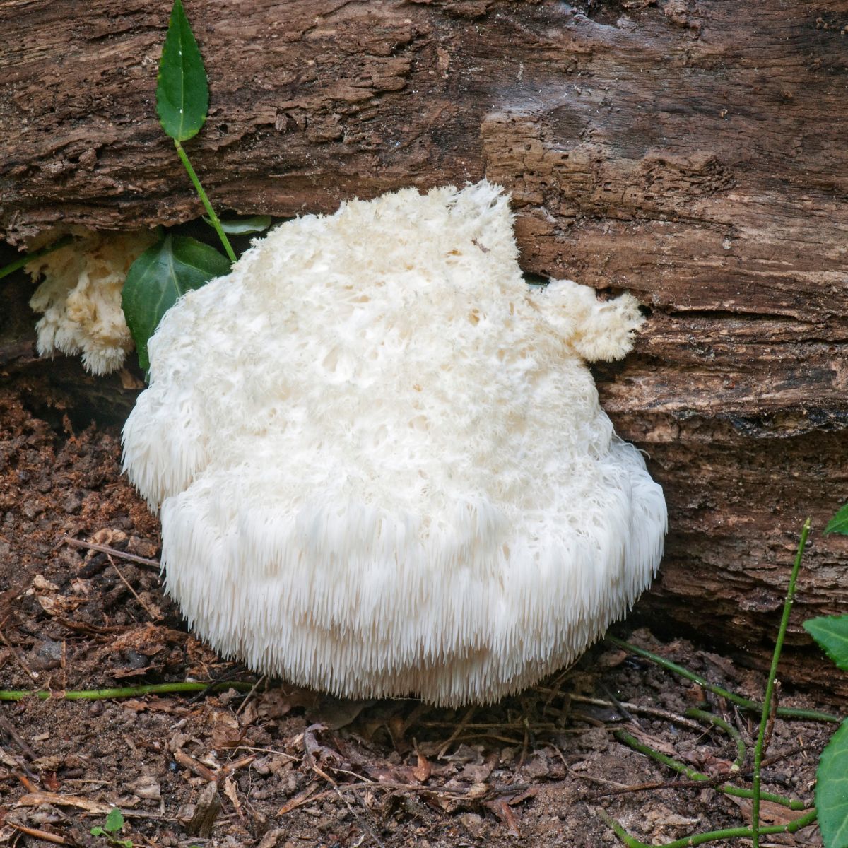 hericium mushroom