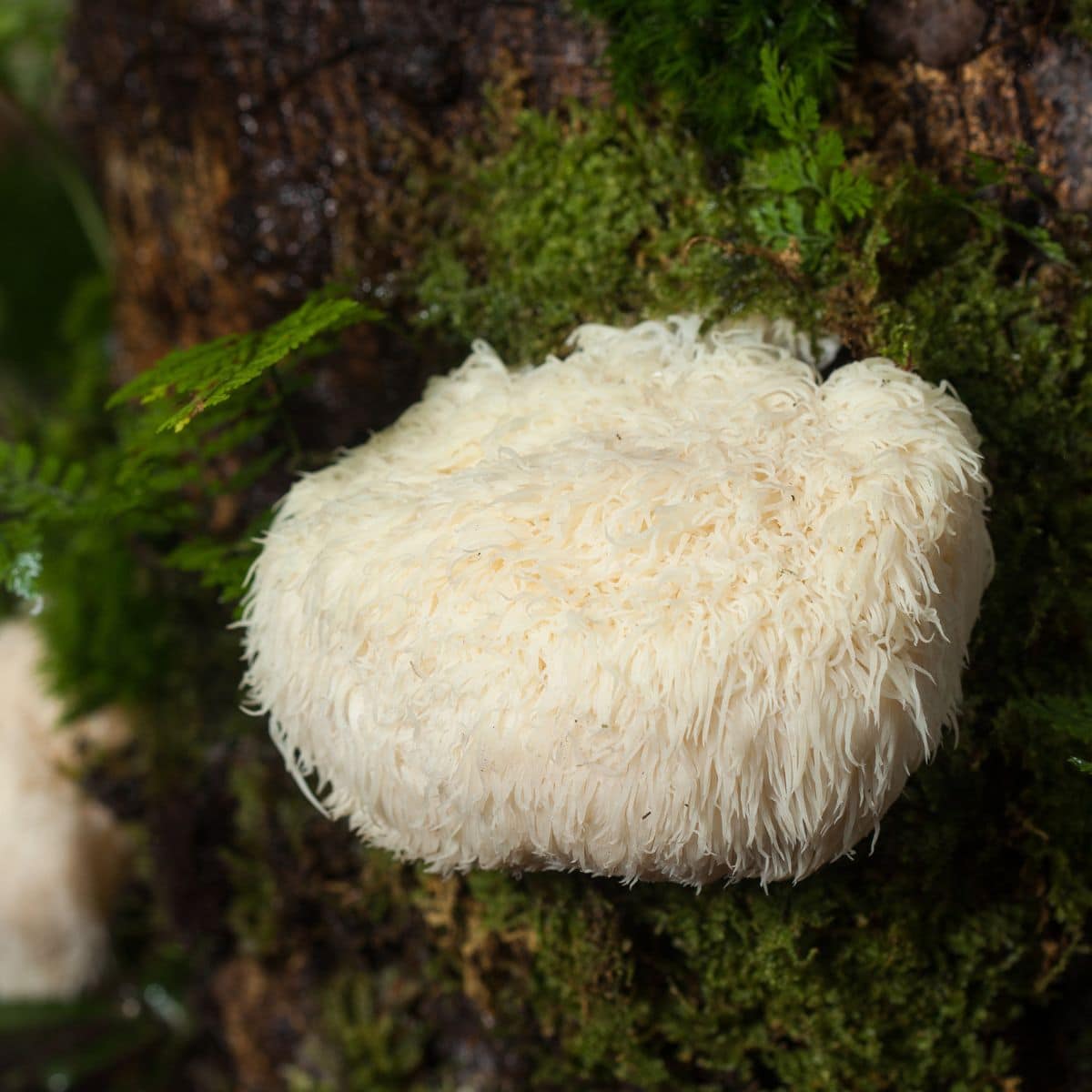 hericium mushroom