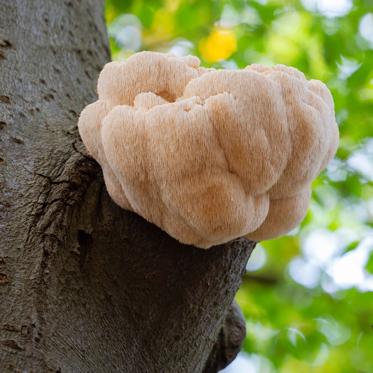 lions mane mushroom