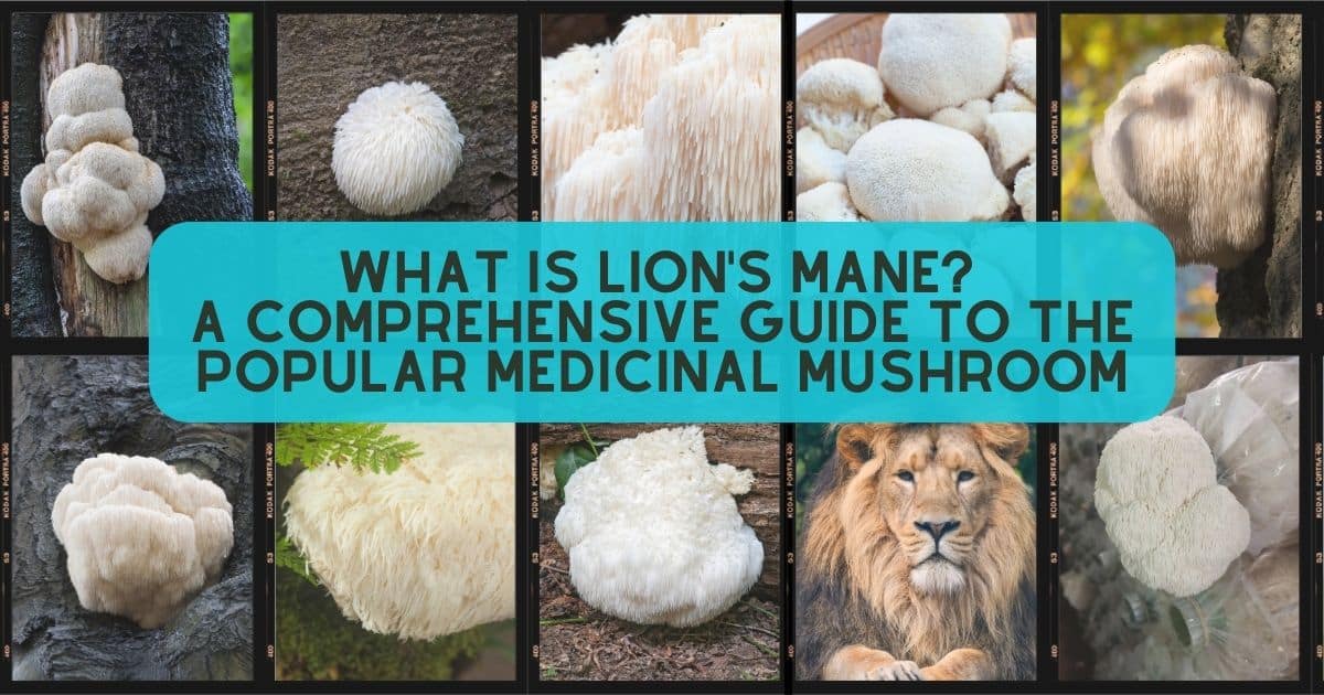 What Is Lion's Mane? A Comprehensive Guide To The Popular Medicinal