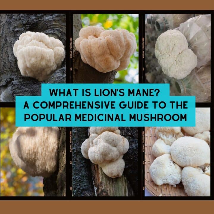 Medicinal Mushrooms Mushroom Appreciation