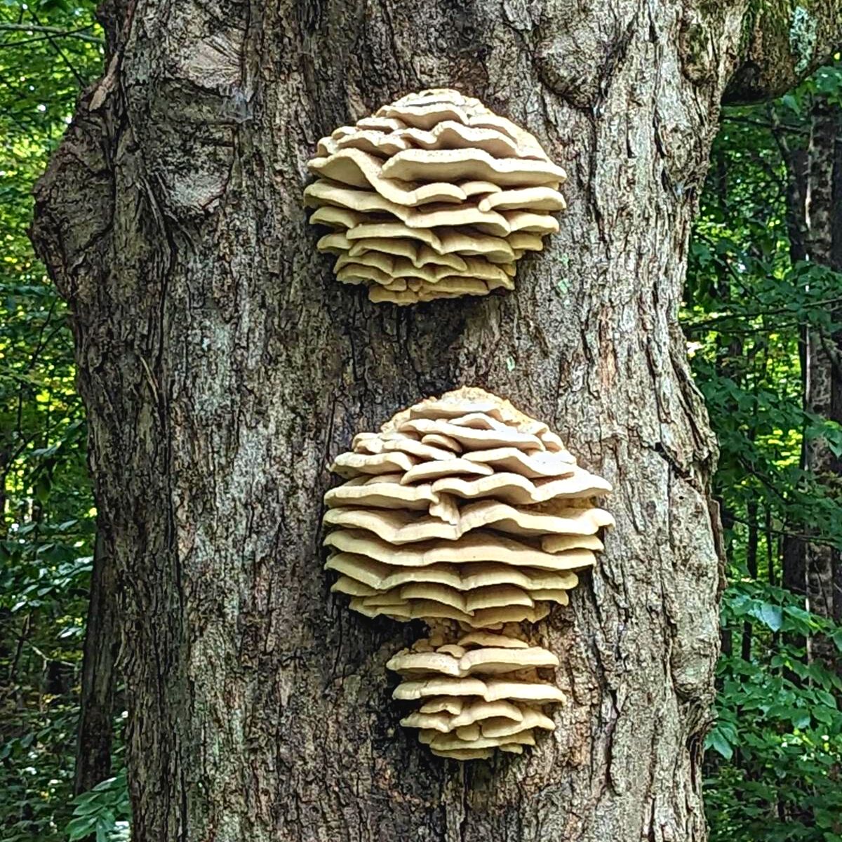 northern tooth fungus