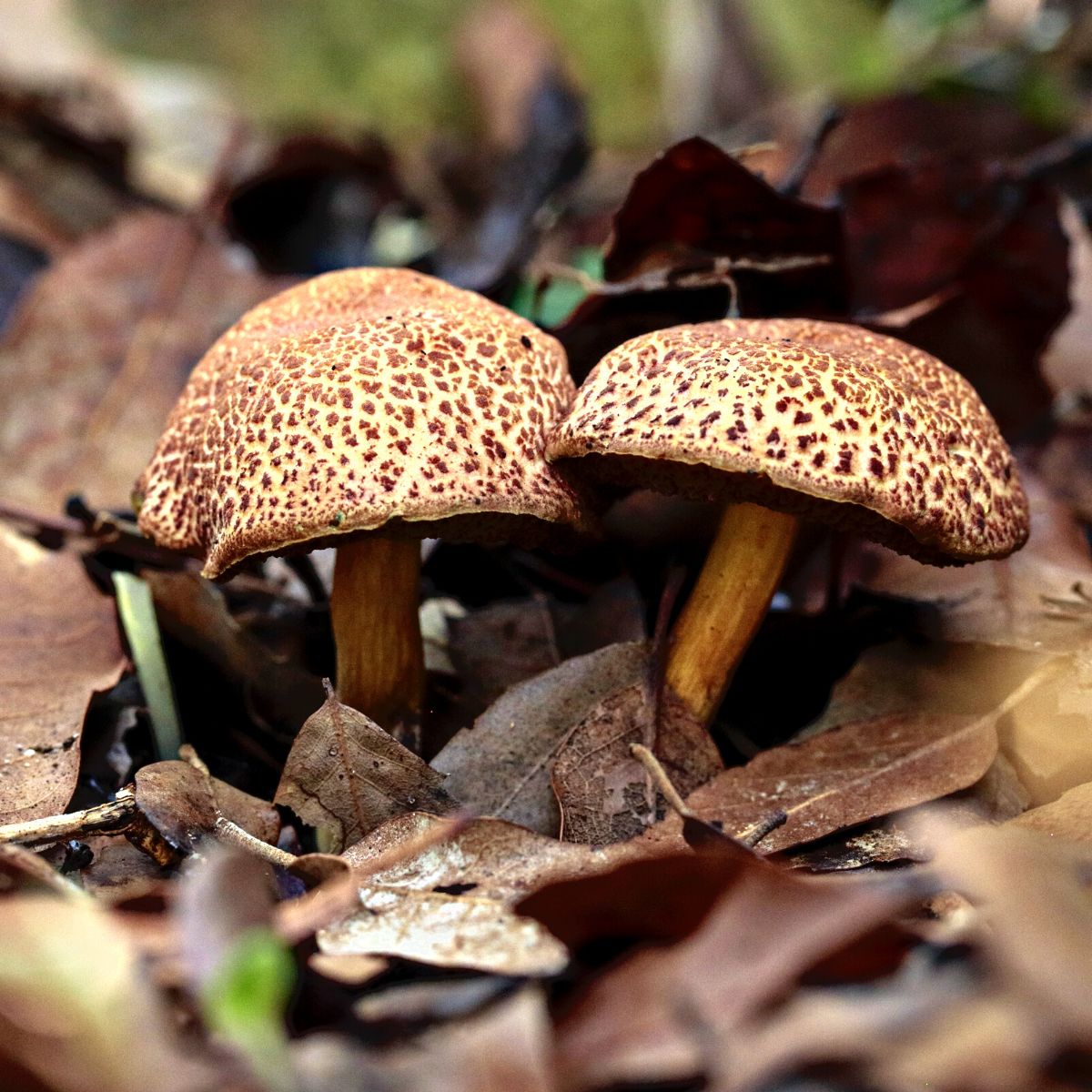 red cracking bolete