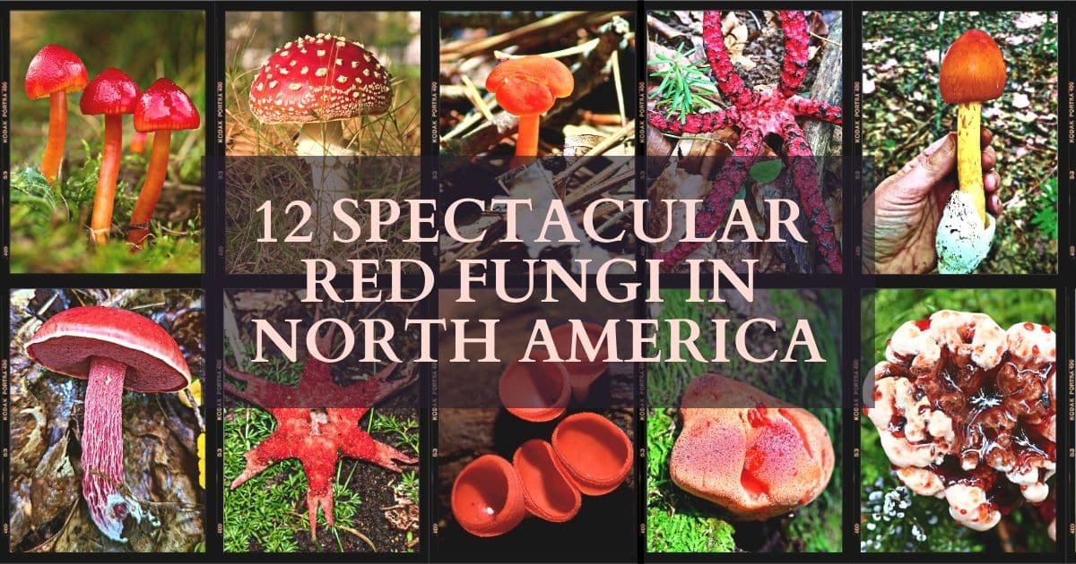 red fungi in north america