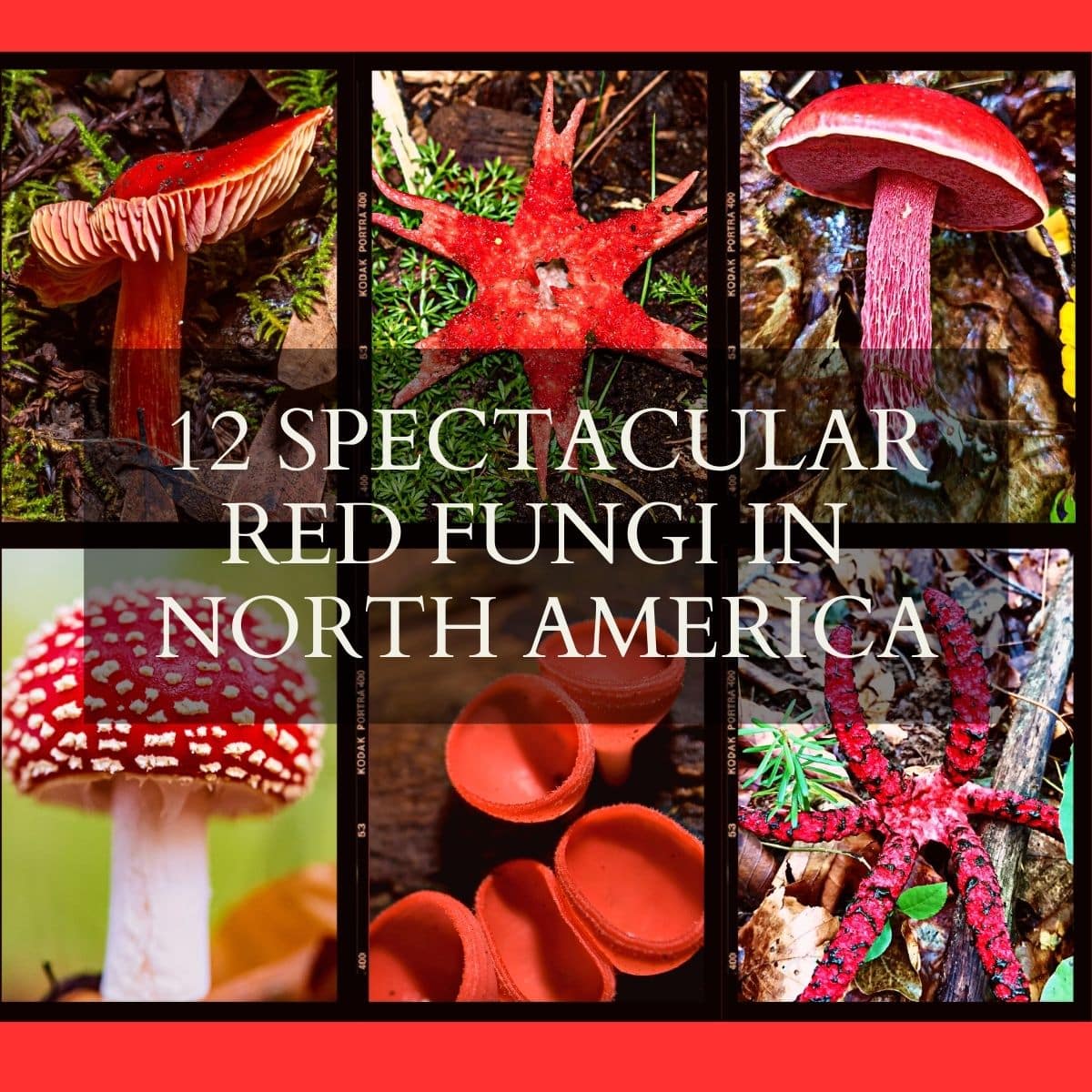 red fungi in north america