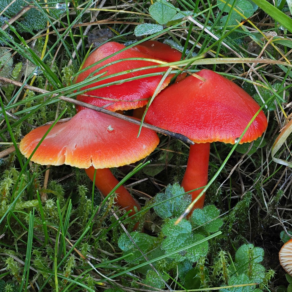 scarlet waxy cap