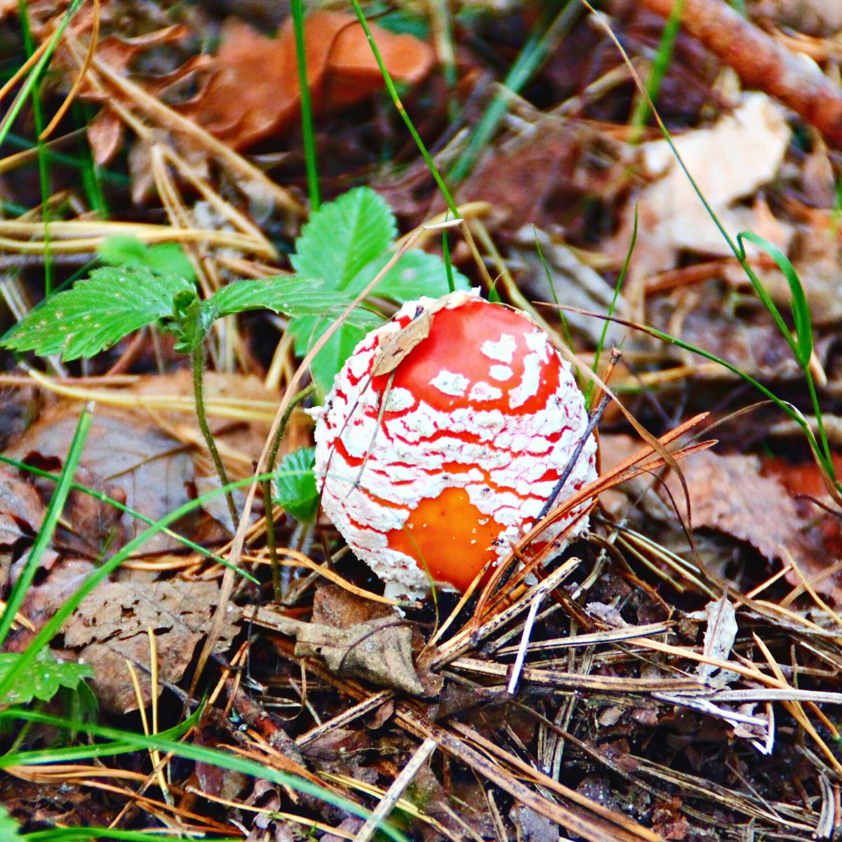 fly agaric button