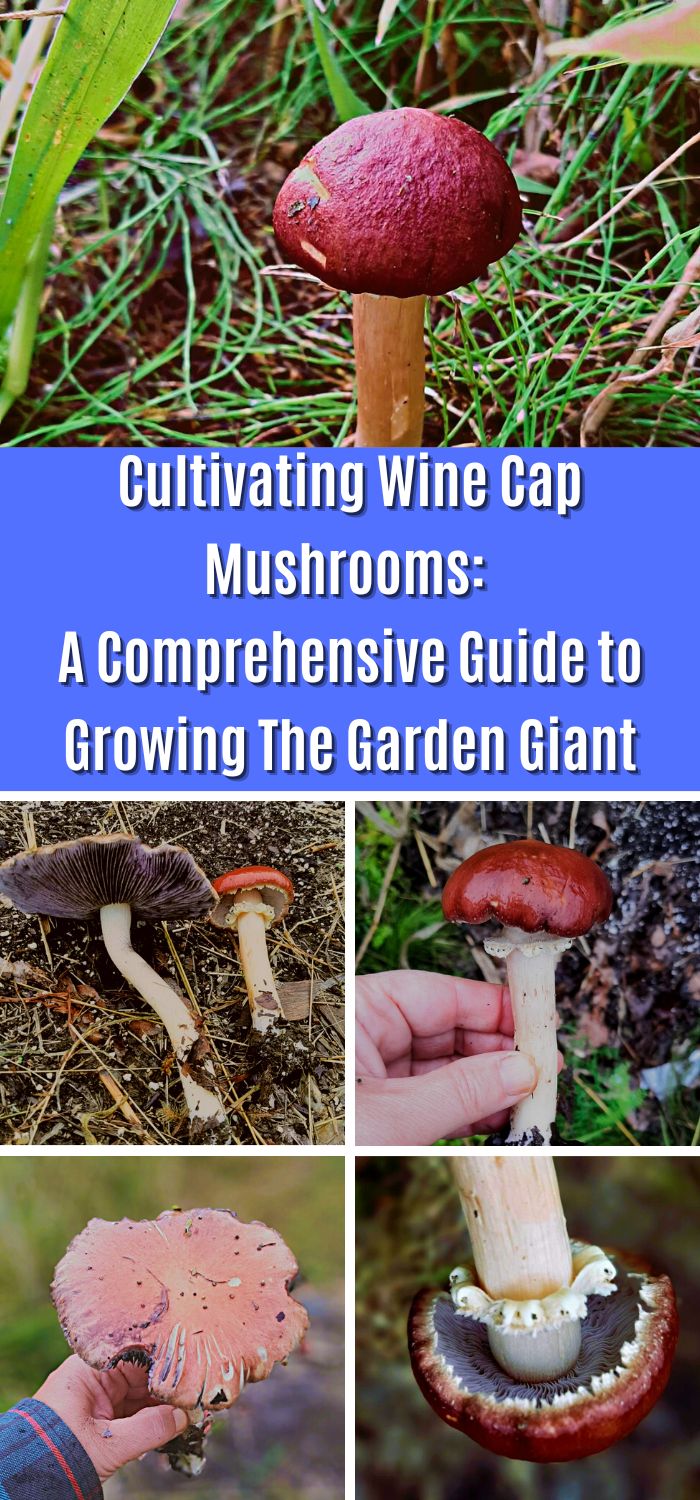 Cultivating Wine Cap Mushrooms A Comprehensive Guide to Growing The