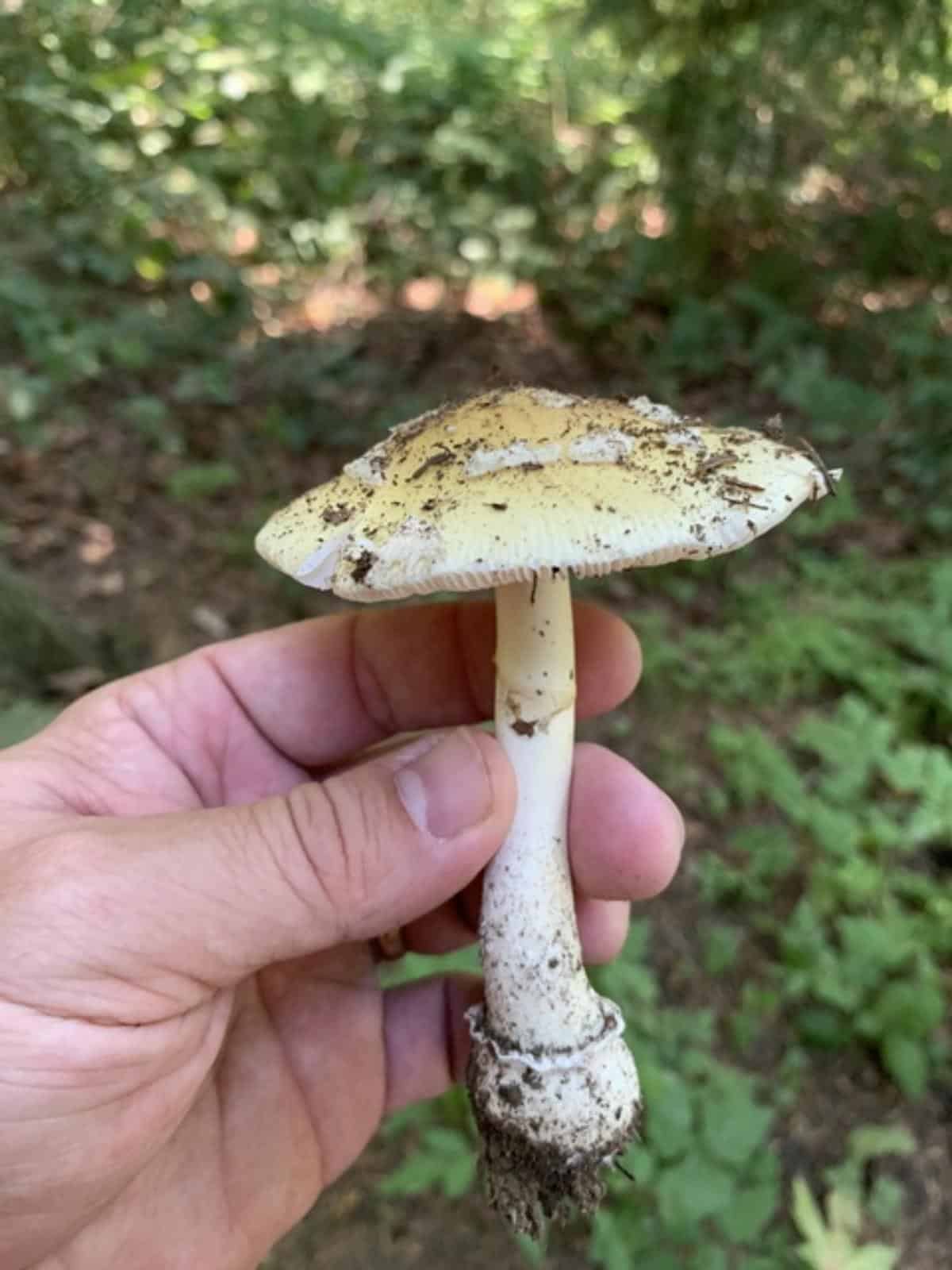 Gemmed Amanita (Amanita gemmata species complex)