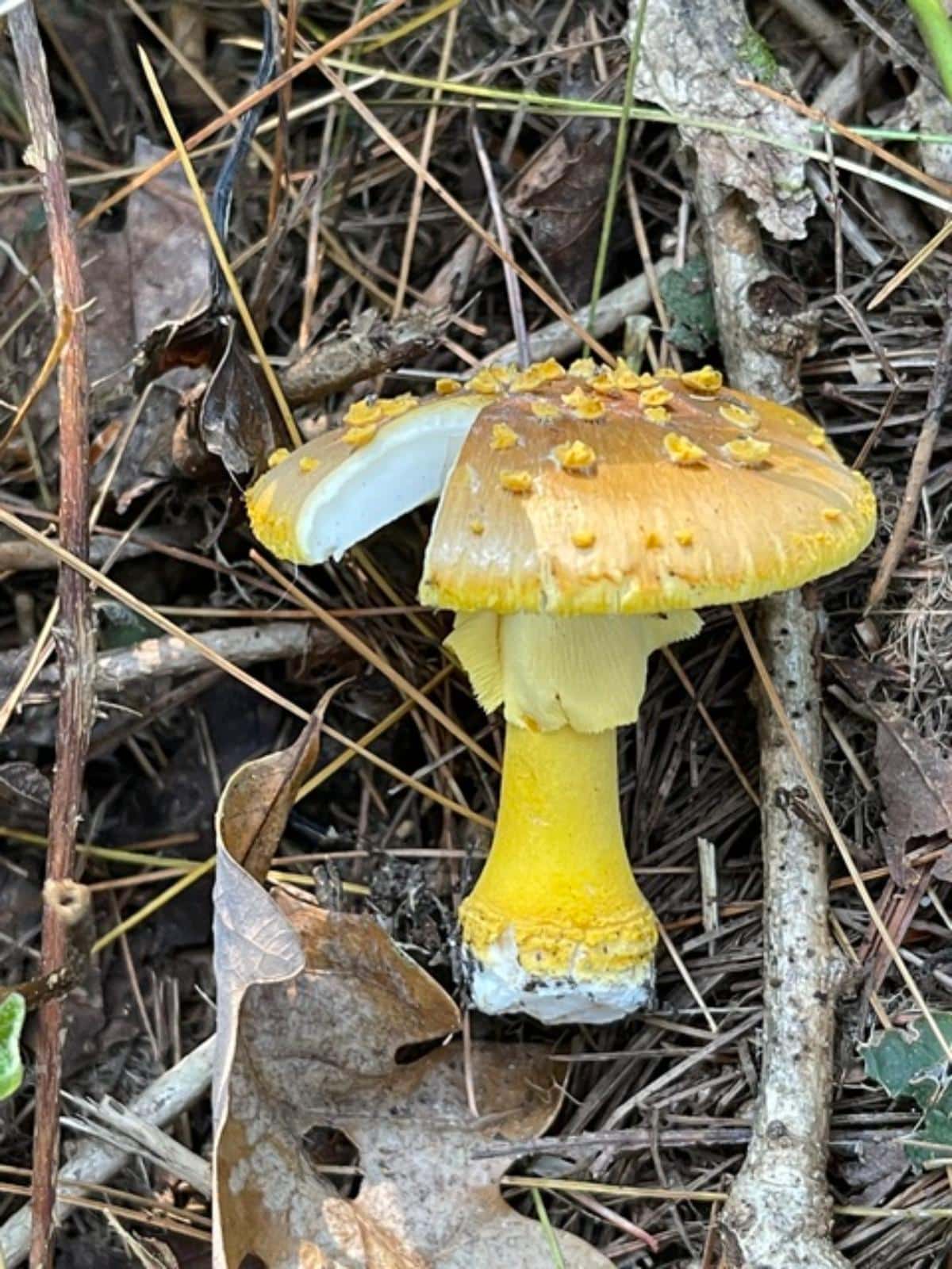 Amanita flavoconia