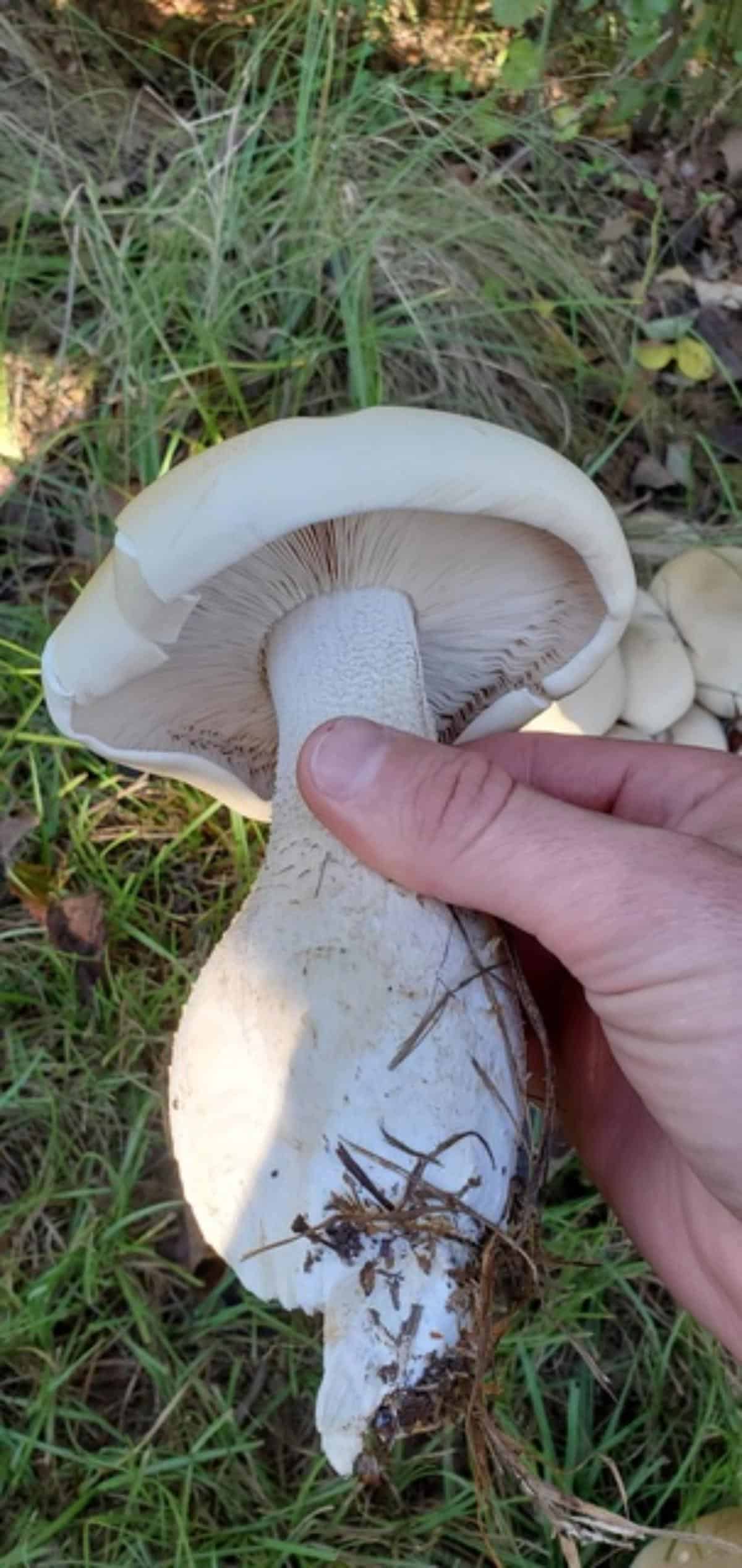 titan mushroom