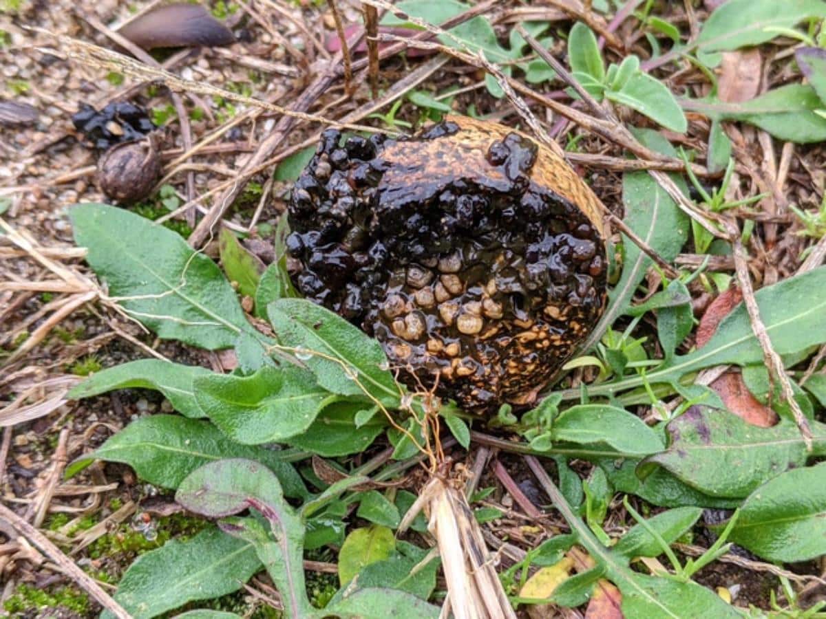 dead mans foot creepiest fungi