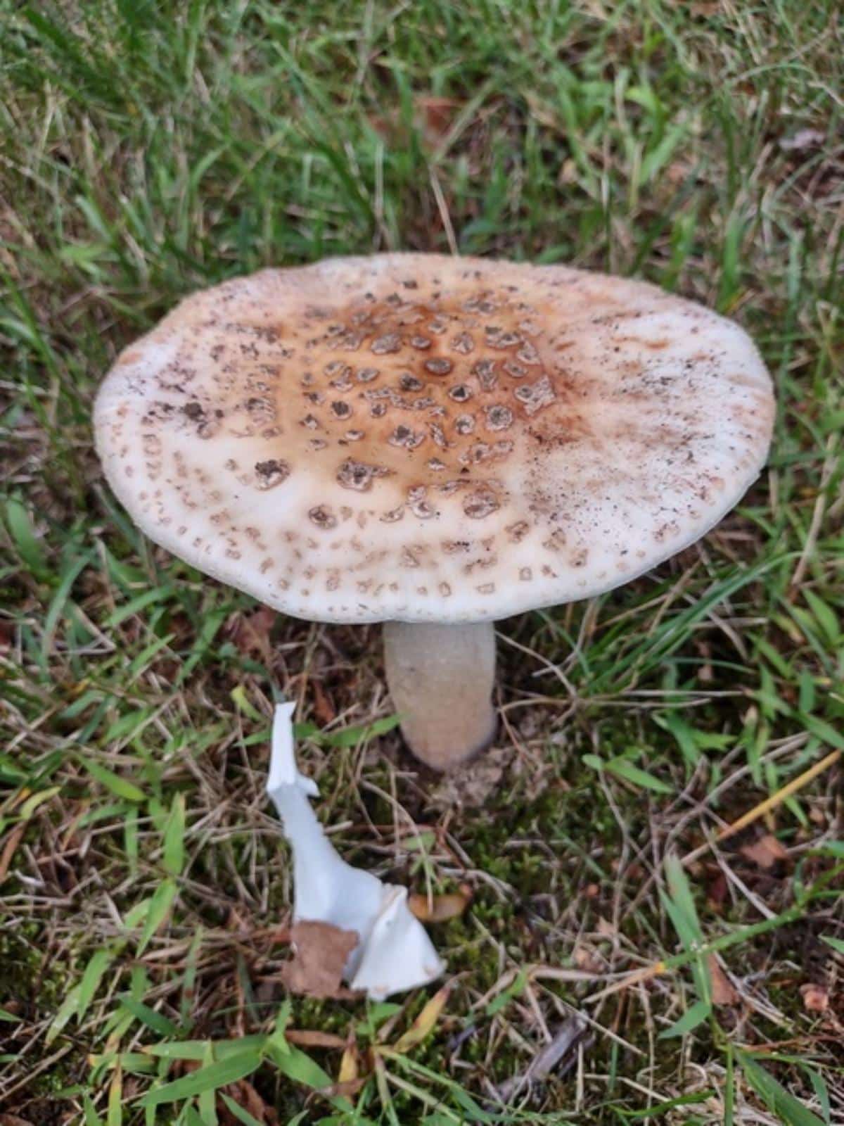 The Blusher (Amanita amerirubescens species complex)